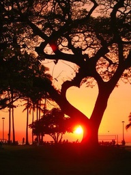 heart in tree
